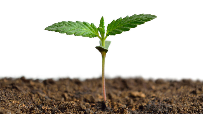The Science Behind Cannabis Seed Germination
