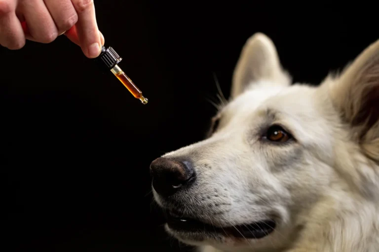 cbd for dogs