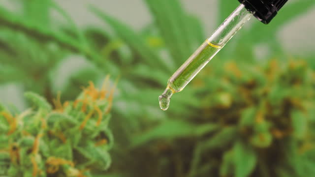 CBD Oil and Gut Health The Link Between CBD and Digestive Wellness