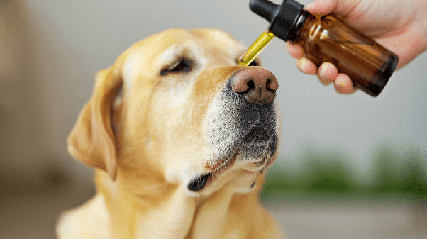 CBD Oil for Pets Can It Help With Skin Conditions and Allergies