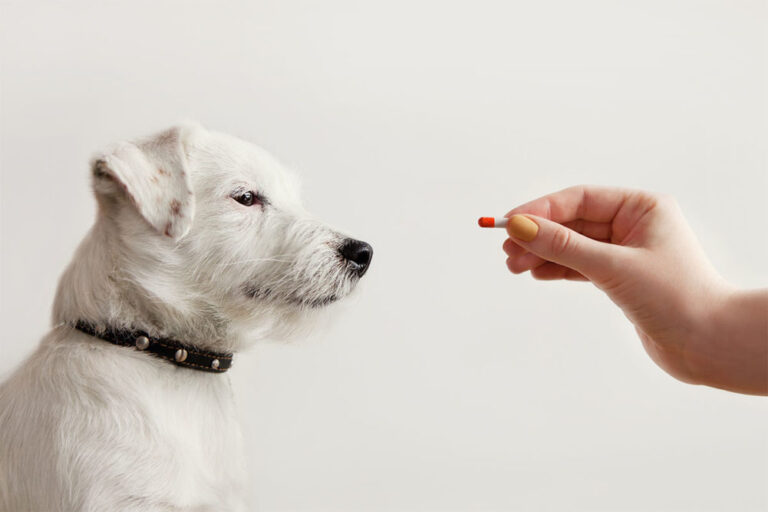 The Benefits of CBD Dog Treats for Pets in Canada: What You Should Know